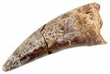 Huge, Fossil Phytosaur Tooth - New Mexico #192552-2